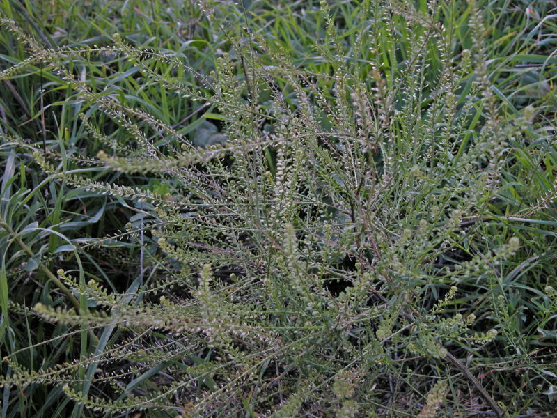 Lepidium graminifolium